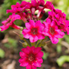 Primula burmanica - Abriachan Nurseries, The Garden On Loch Ness